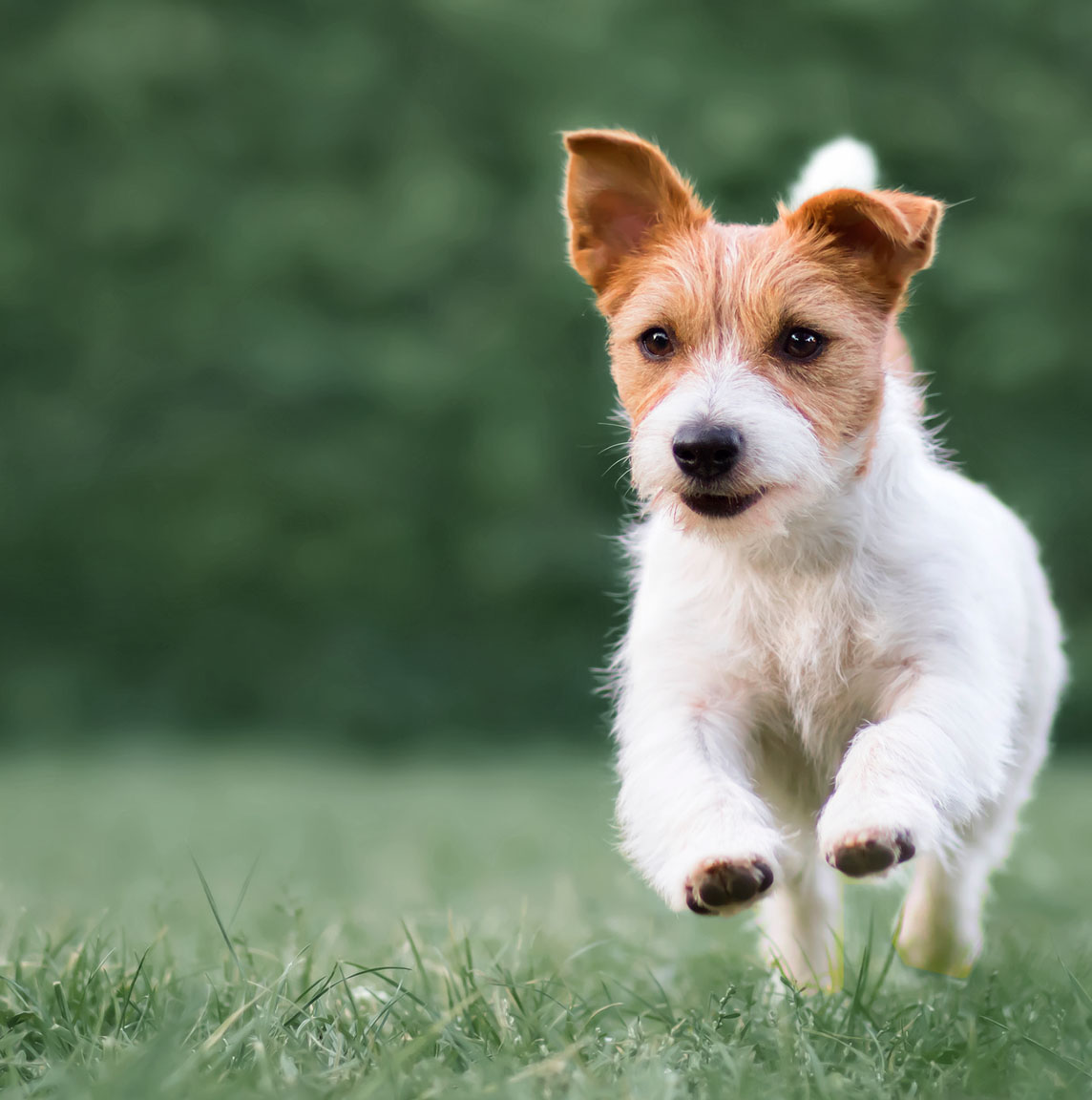 cane corsa addestramento